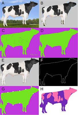 Estimating Conformational Traits in Dairy Cattle With DeepAPS: A Two-Step Deep Learning Automated Phenotyping and Segmentation Approach